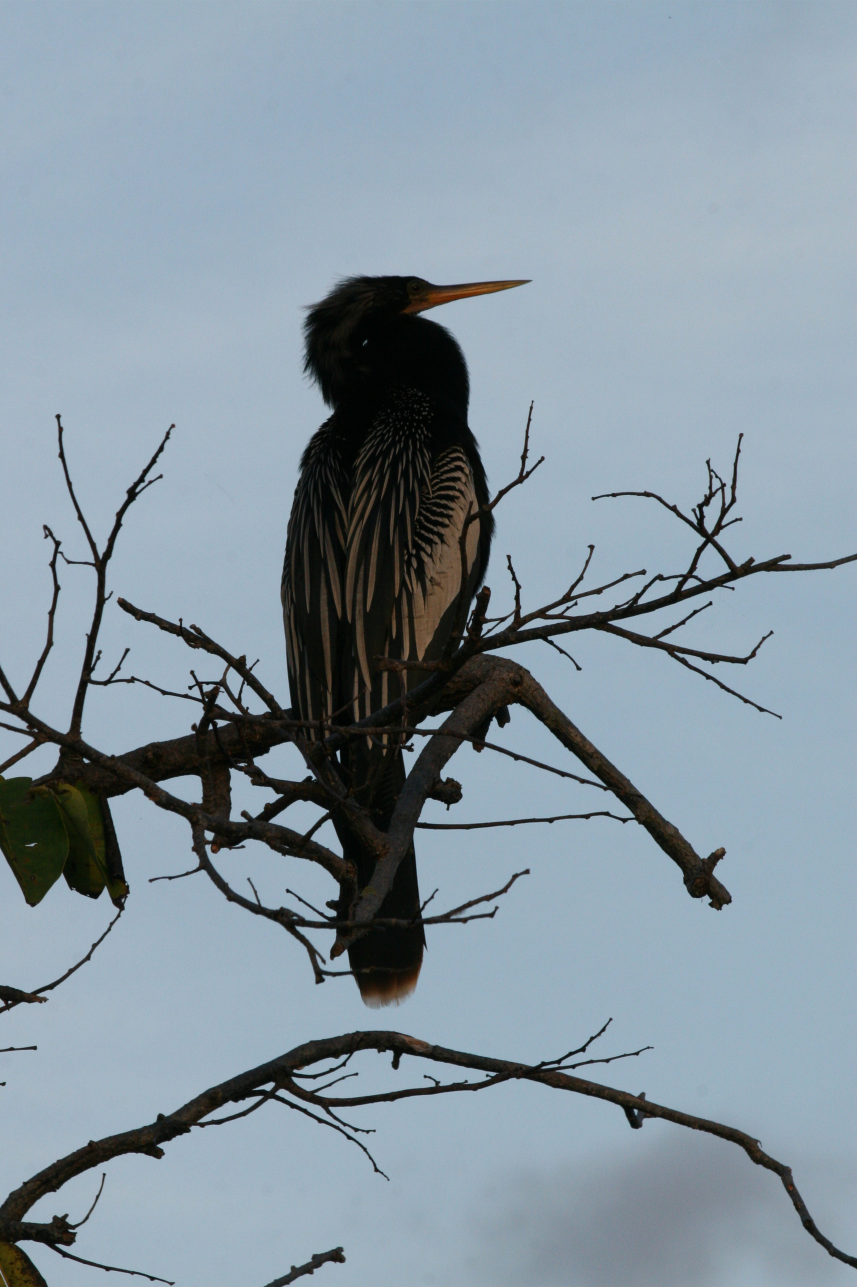 The Anhinga
