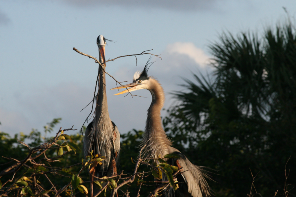Two blue herons build their nest.
