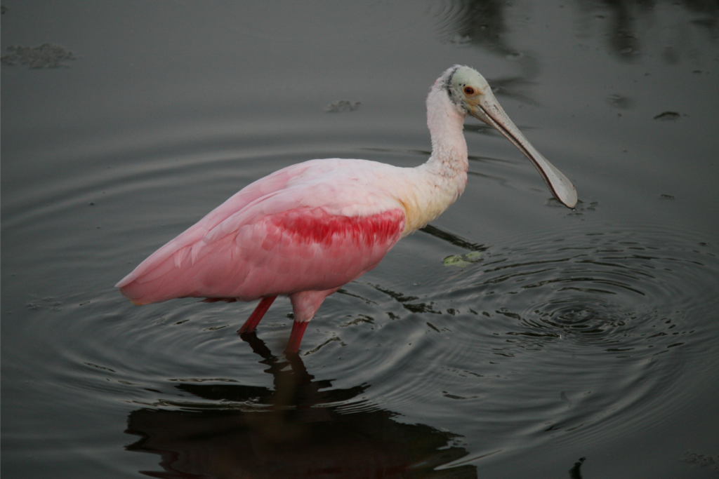 A roseate spoonbill feeds in the wetlands.