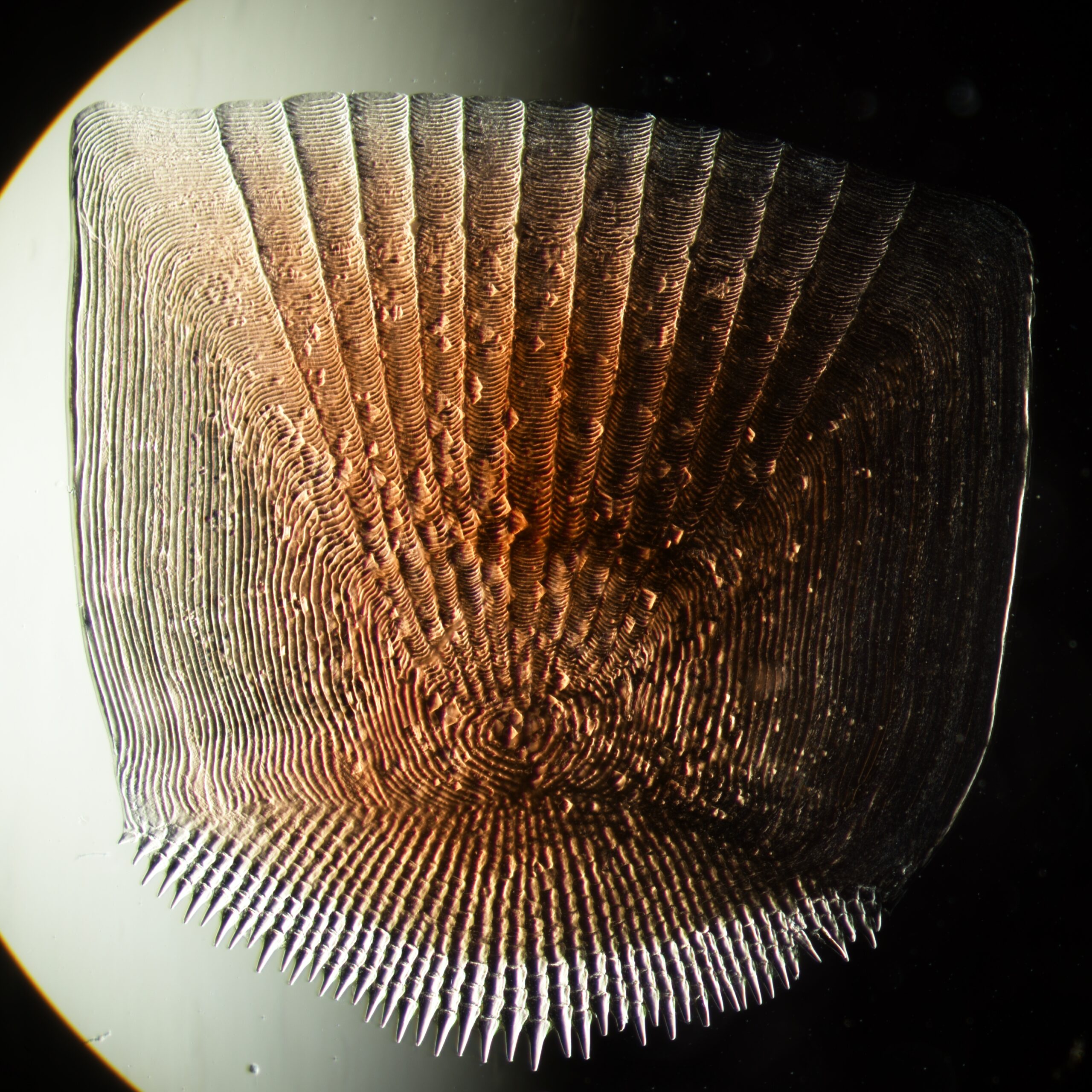 Fish Scale